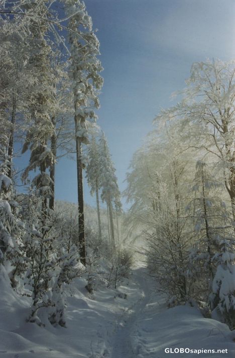 Postcard winter walk