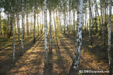 Postcard Birch forest