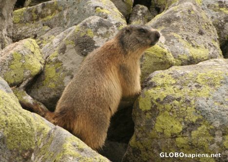 Postcard Marmot in the Tatry Mountain