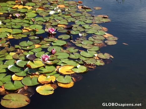 Postcard Water lilies