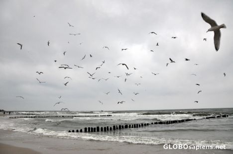 Postcard Ustka, seagulls in the storm