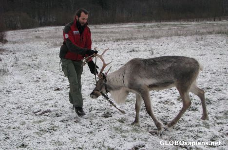 Postcard play whit reindeer
