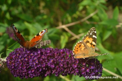 Postcard Butterflies on buddleia davidii 'Black Knight'