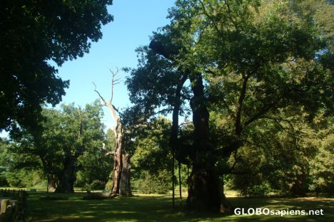 Postcard Lech, Czech and Rus - the most famous oaks Rogalin