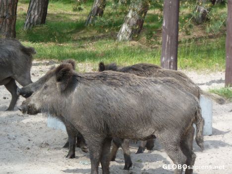 Postcard Wild boars in Rowy