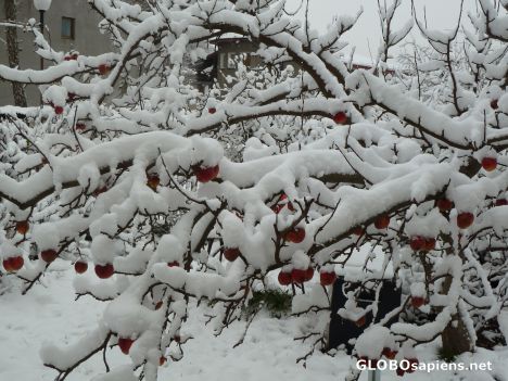 Postcard Apple tree under  snow