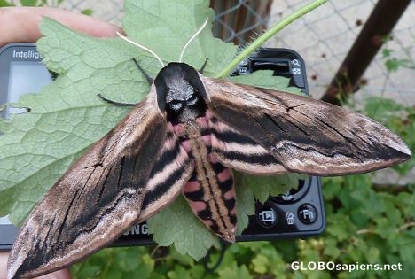 Postcard Ustka - The garden tiger moth 