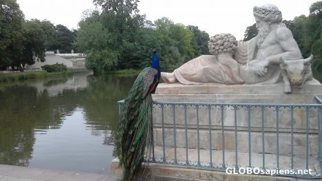 Postcard Peacock in Lazienki Park
