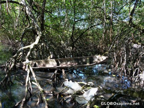 Postcard Inside a waterway of Mangroves