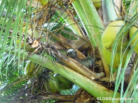 Postcard Junivenal Sloth up a coconut tree