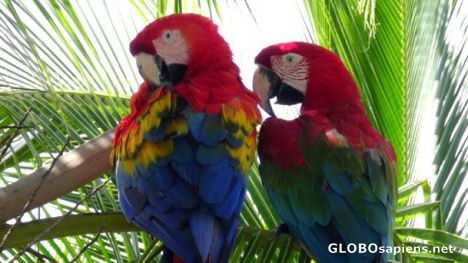 Postcard Two parrots