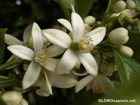 Orange tree flowers in Portugal