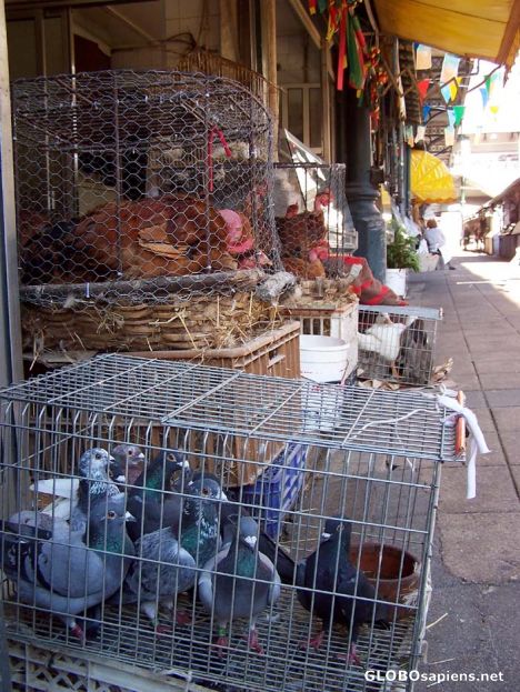 Postcard Pgeon, ducks, chickens & rabbit for sale,Portugal