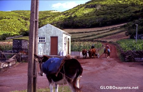 Postcard Pico Island - milk collecting point -