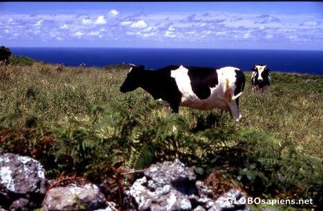 Postcard Pico Island - perfectly happy cows -