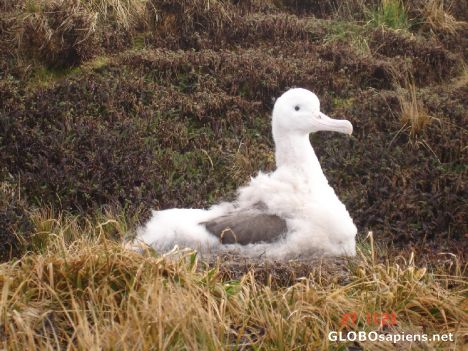 Postcard In Crozet Island we saw many baby albatros