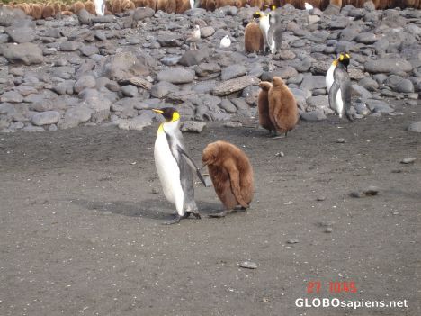 Postcard Baby penguin is hungry and follows the mother