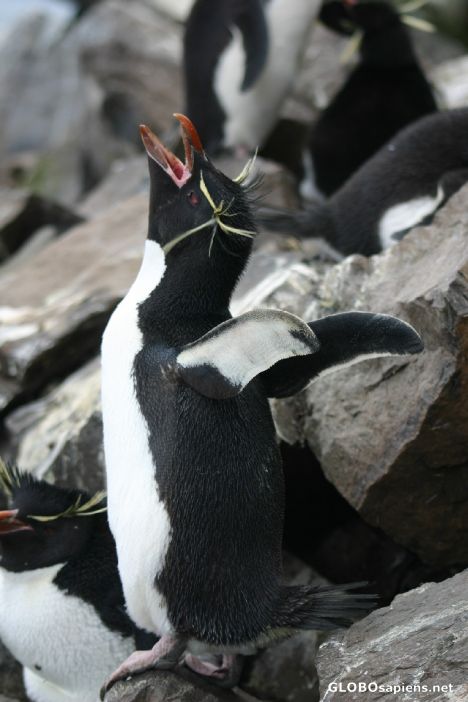 Postcard Rockhopper penguin calls the mother