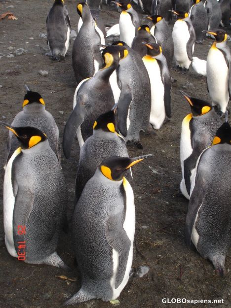 Postcard Conference of penguins