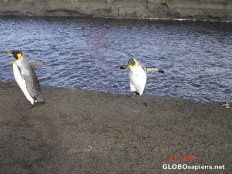 Postcard Penguin jumping