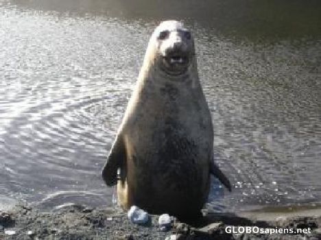 Postcard Seal standing