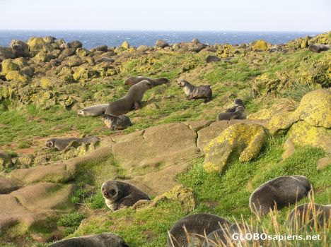 Postcard Baby seals sleep in Amsterdam Island