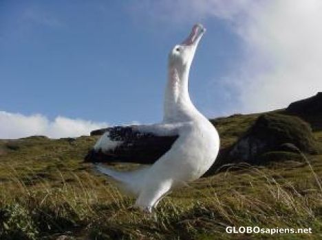 Postcard Albatros in Crozet island