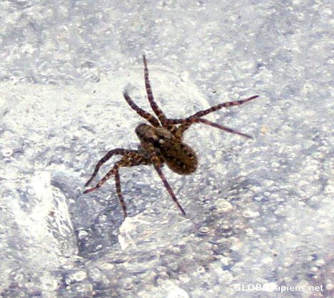 Postcard Ice skating spider