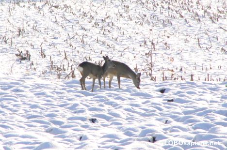 Postcard Deers in snow