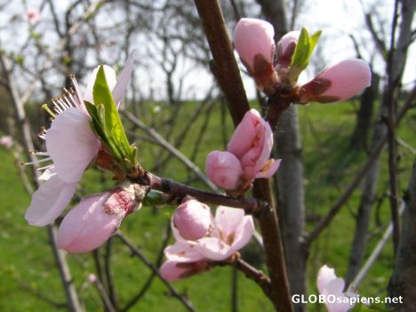 Postcard peach blossom
