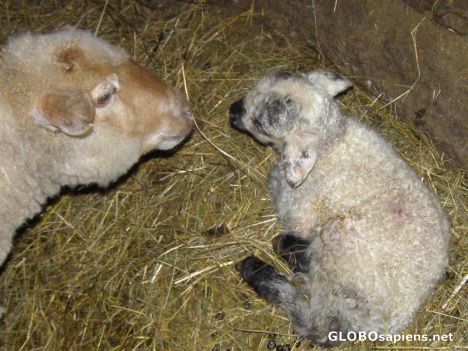 Postcard newborn lamb