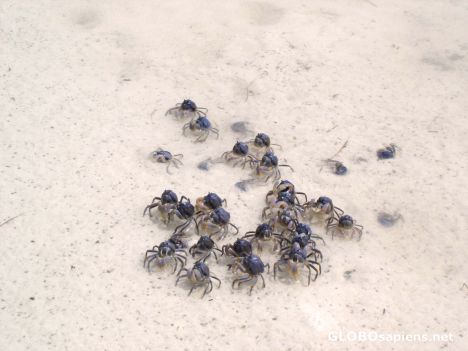 Doljo Beach - Tiny Crabs