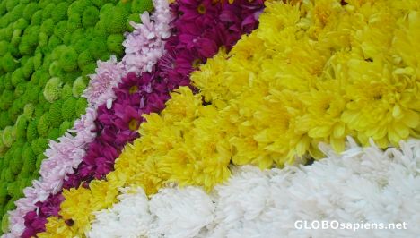 Postcard Flowers of Panagbenga Festival