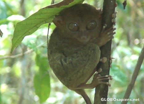 Tarsier - the smallest monkey