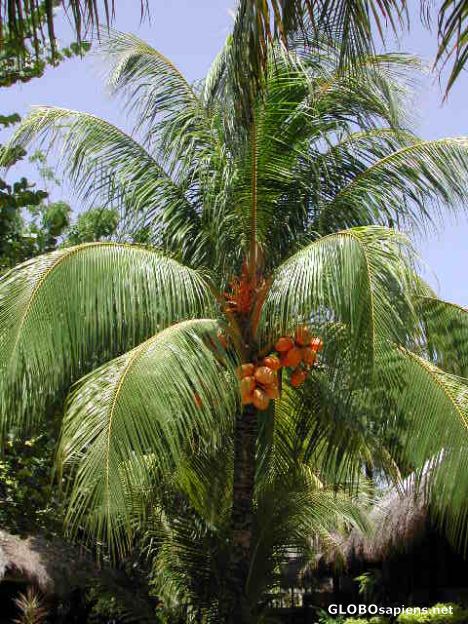 Postcard Orange Coconuts??