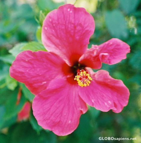 Postcard Boracay Flower