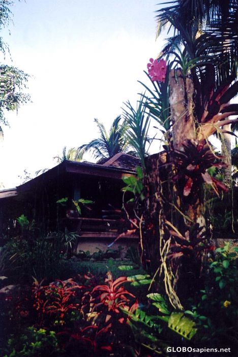 Postcard Hut in the Jungle
