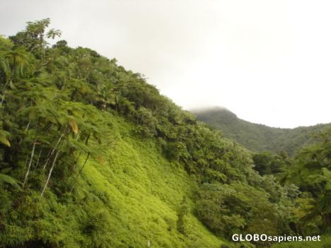 Postcard El Yunque rainforest