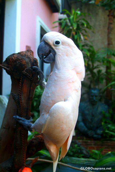 Postcard San Juan Parrot