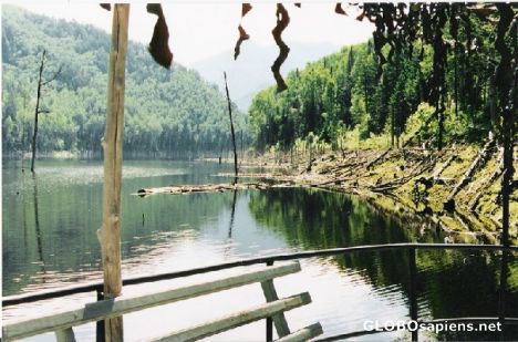 Postcard Navigating along the Katun River