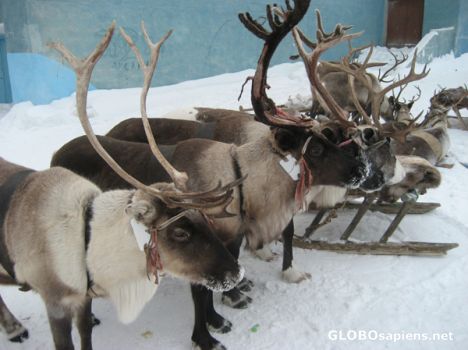 Postcard Reindeers in its positions