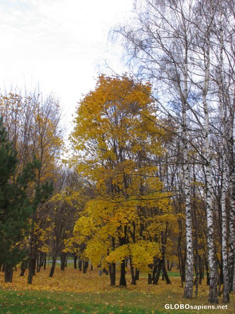 Postcard Characteristic Russian tree