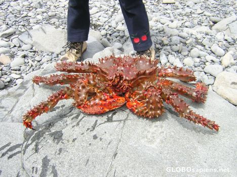 Postcard KURIL ISLANDS. Crabs in Iturup are enormous!