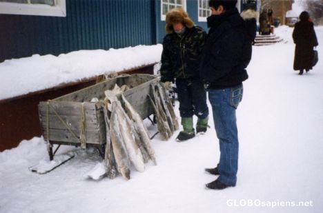Postcard Fish sellers under the cold