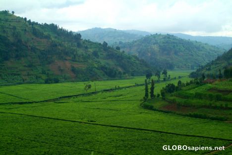 Postcard Gisenyi-Kibuye - tea plantation