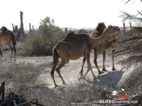 Postcard CAMELS