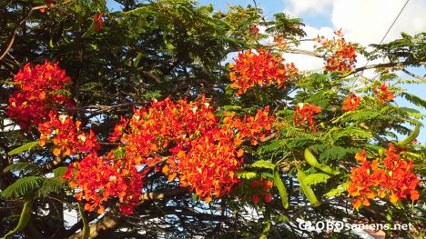 Postcard Flowers of the Caribbean