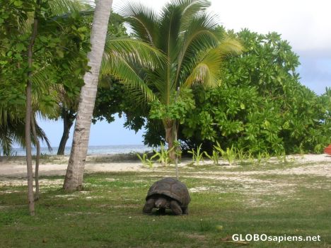 Postcard Aldabra turtle in Desroches Island