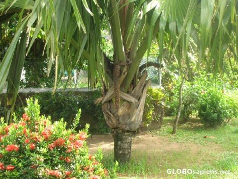 Postcard Male Coconut tree