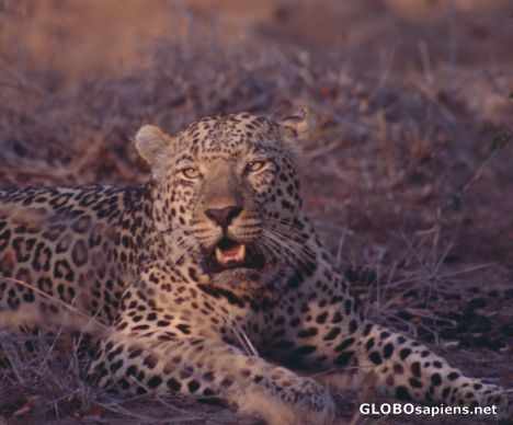 Postcard Male Leopard - Sabi Sand